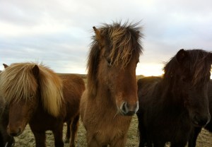 Icelandic horses