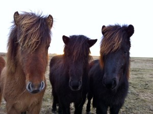 Wow, they are beautiful