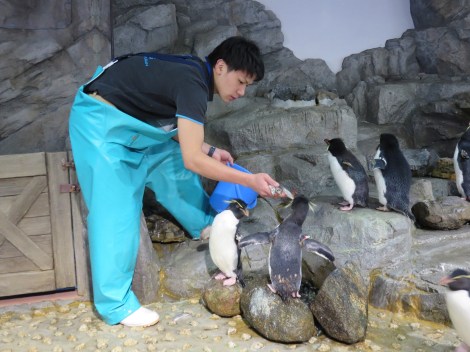 feeding time for the penguins