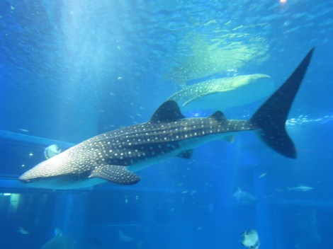 whale sharks