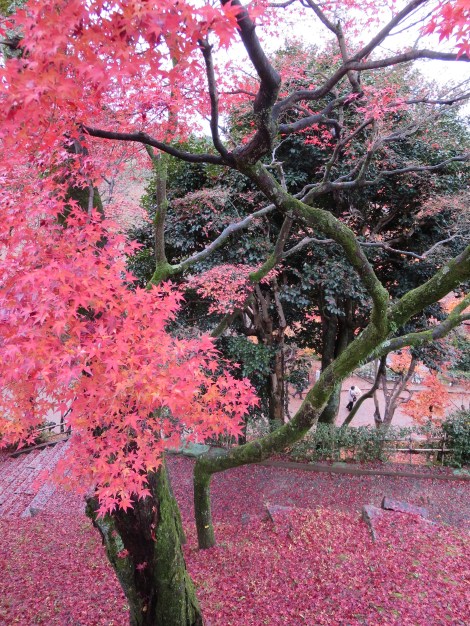 love the autumn leaves