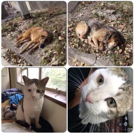 our four-legged friends