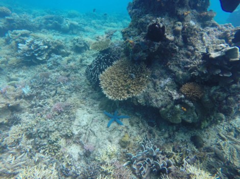 blue starfish were everywhere