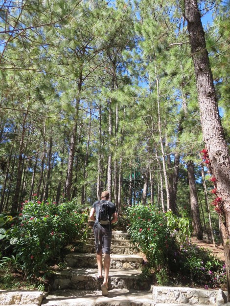 historical walking trail...pine trees!