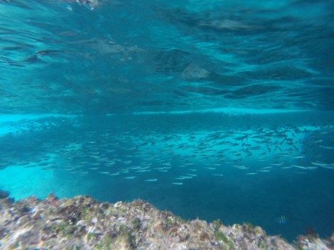 lots of little fishes