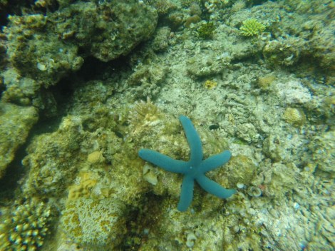 beautiful blue starfish