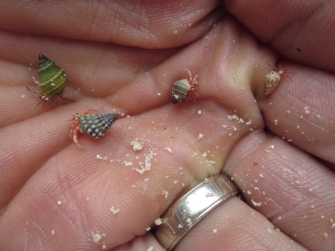 little crabs jay found on the beach