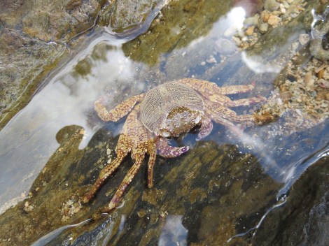 once we spotted the first one, we saw many others