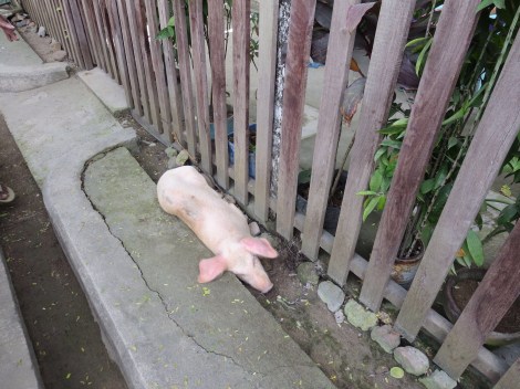 just chillin' on the streets of el nido