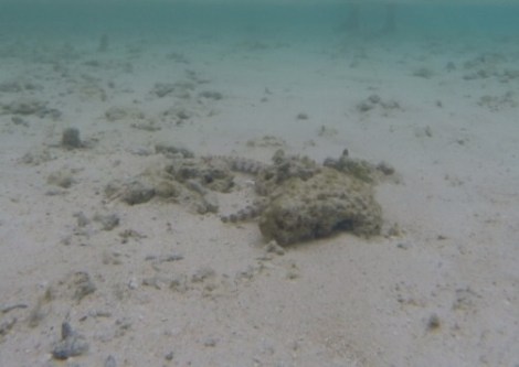 if you look closely, you can see the striped sea snake making its way through the rocks