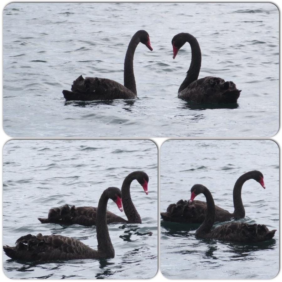 beautiful black swans