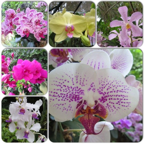 so many different varieties