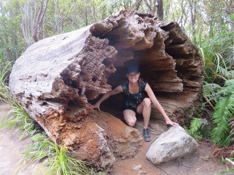 inside an old kauri tree