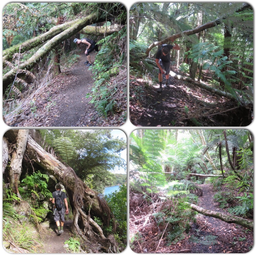 the fallen trees of the eastern okataina walkway