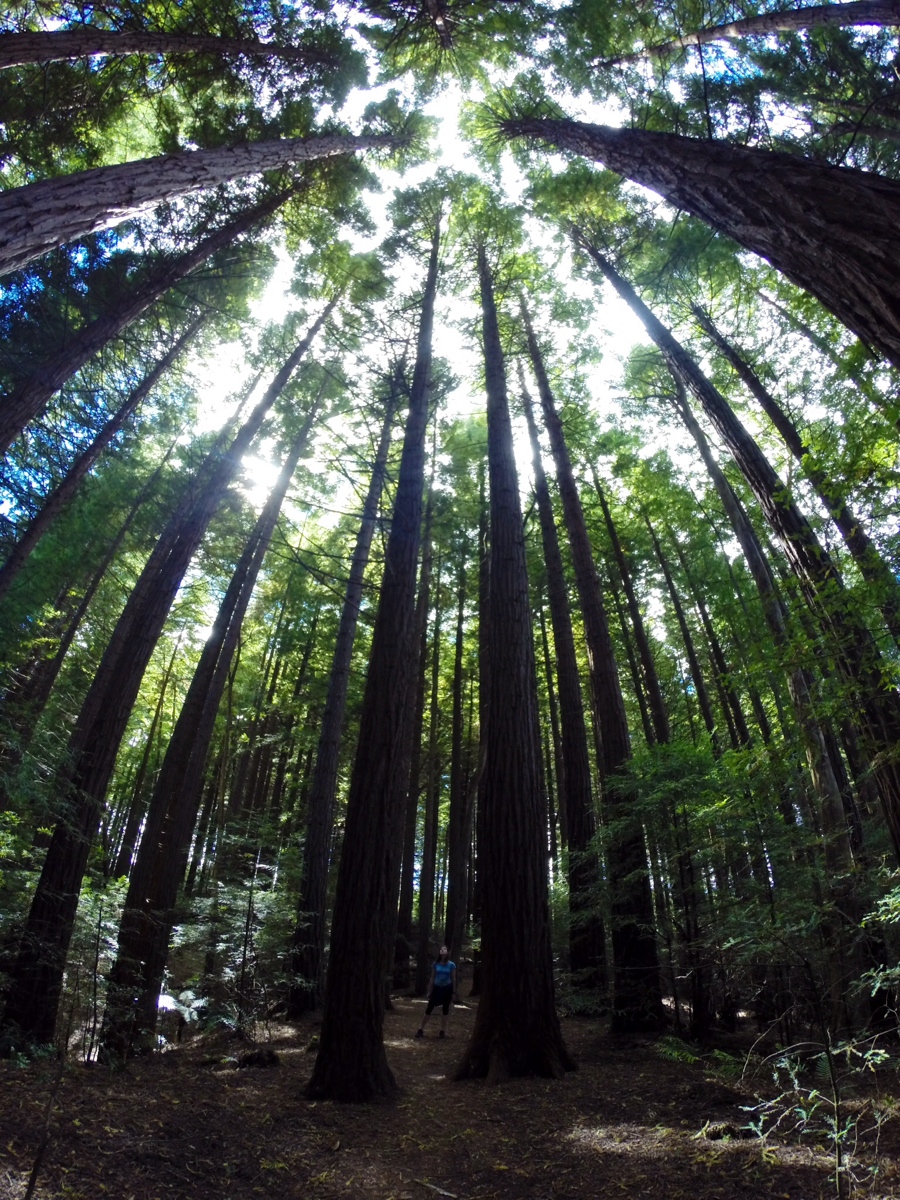 the grandeur of the redwoods