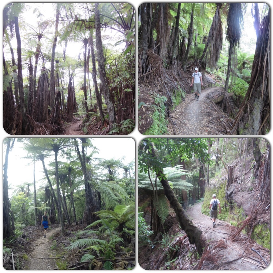 under a canopy of native trees