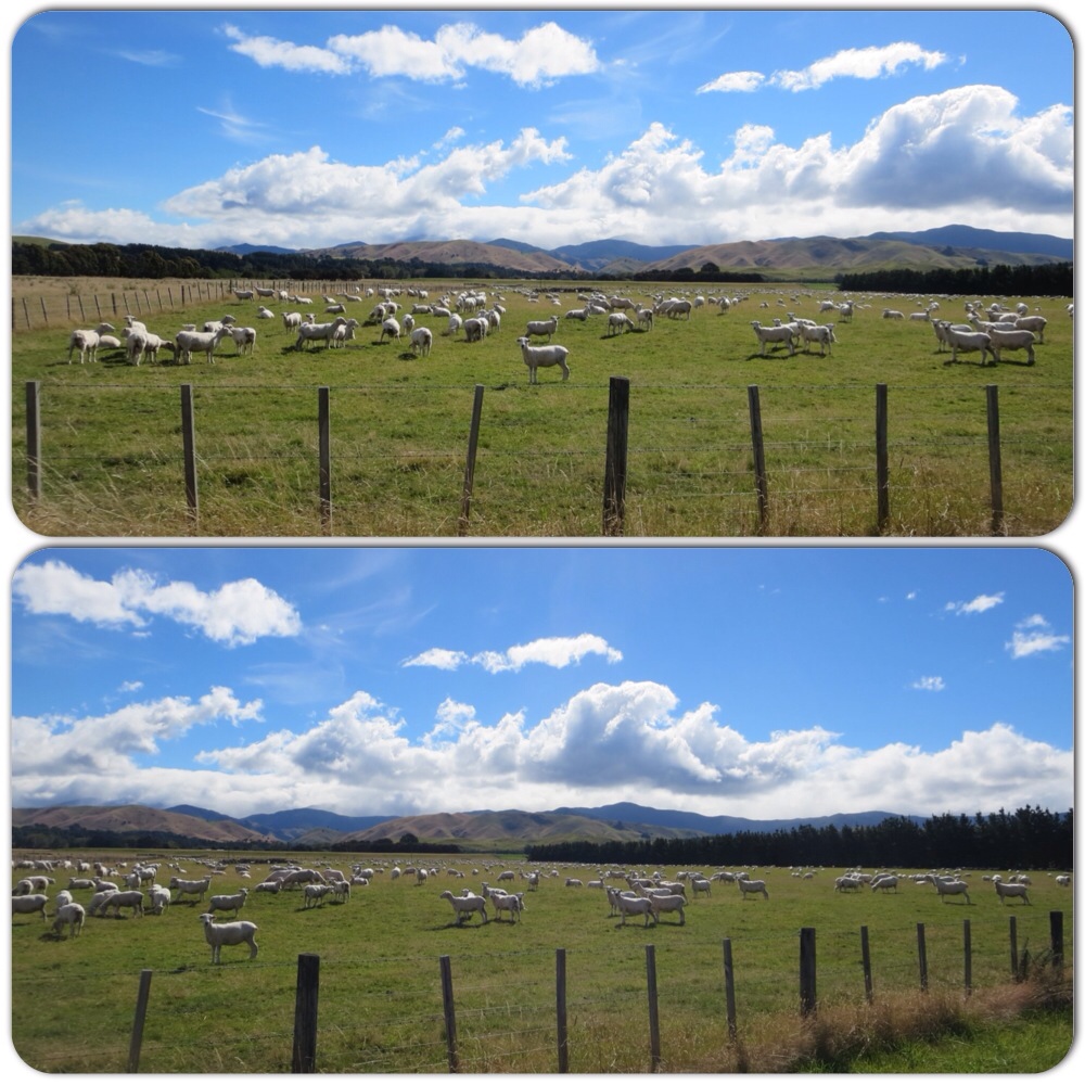 yes, it's true - there are more sheep than people in new zealand