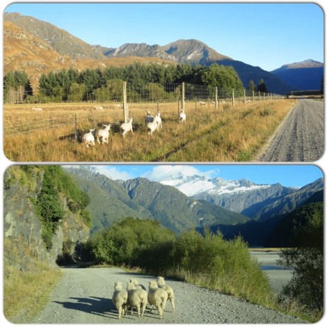 and of course, sheep! some of which did not want to let us pass.
