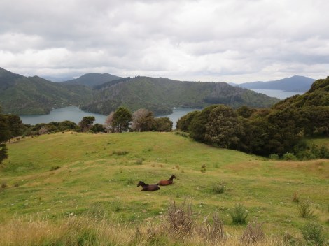 when we came back through, both horses were resting