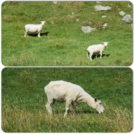 sheep (obviously recently sheared)