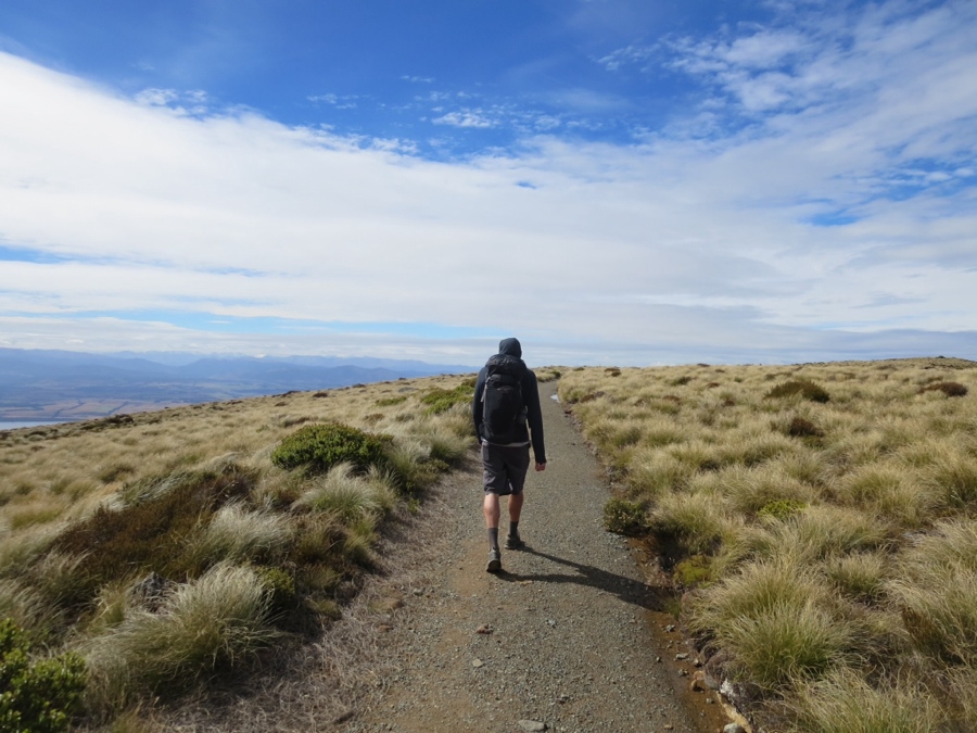a large tussock clearing