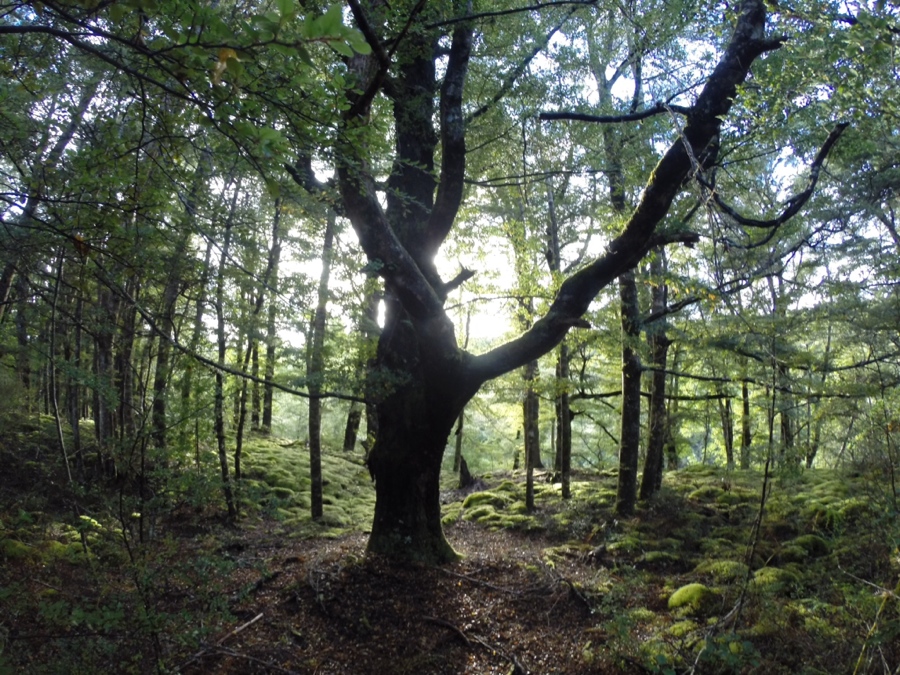 beautiful moss-covered trees