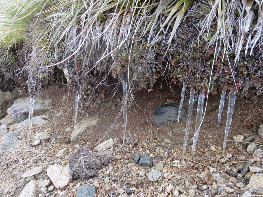 cold proof: icicles on the trail