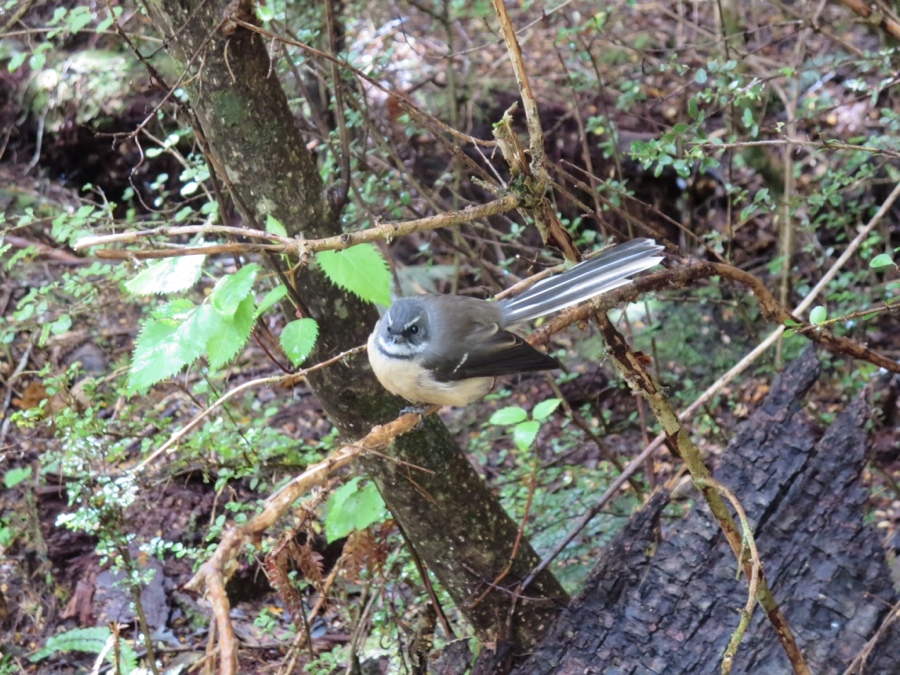 the social fantail bird
