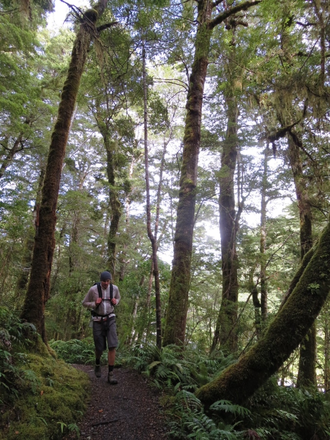 winding through the forest