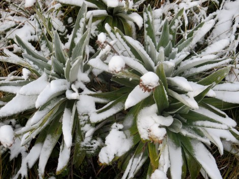 alpine flowers covered in snow