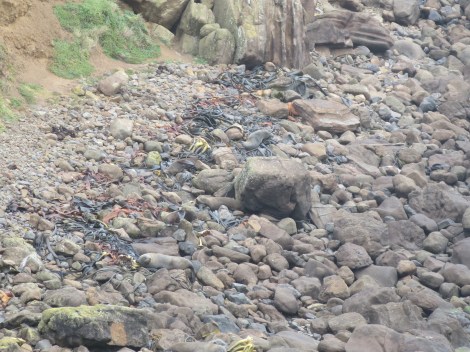 can you see the seals on the rocks?