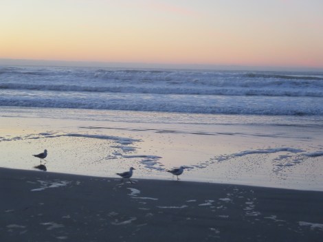 watching the seagulls