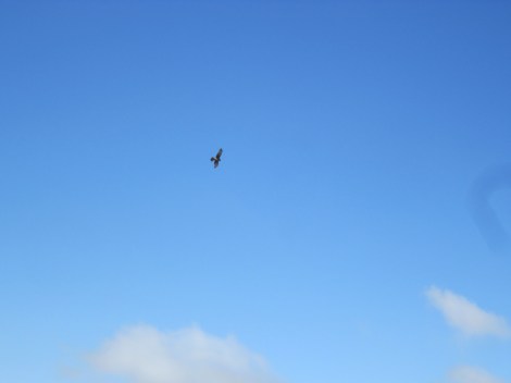 watching an eagle soar above us