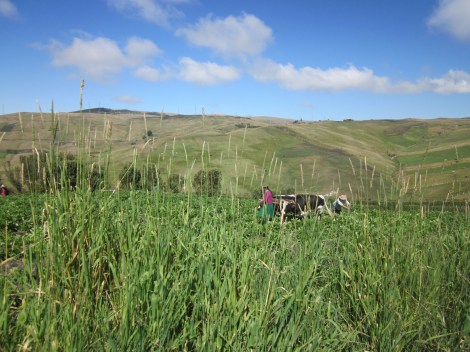 one of many farms, we saw cows that were yoked!