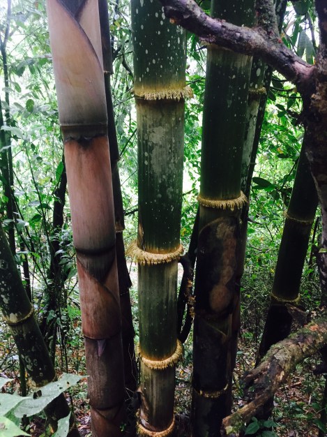 the biggest bamboo trees we've ever seen (should have stood next to them for perspective)