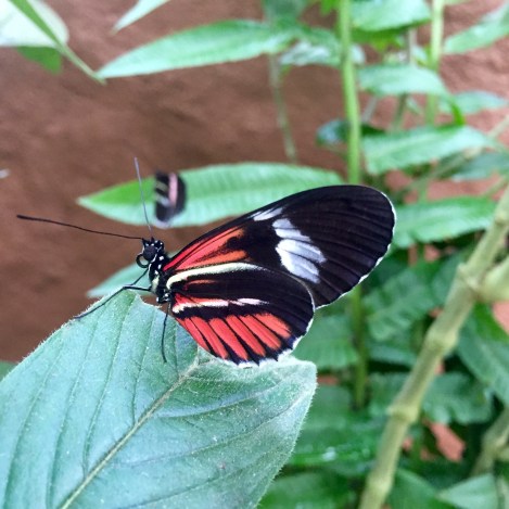at the butterfly farm