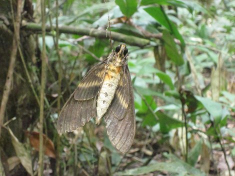 this large moth got caught in a spider web...the moth was still alive and struggling when we walked by