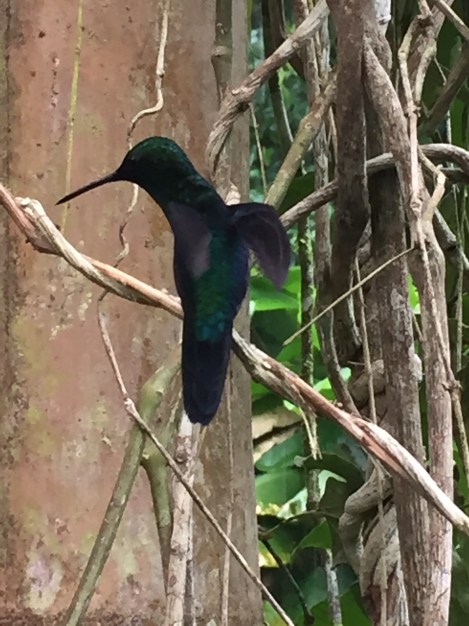 hummingbird outside the butterfly farm