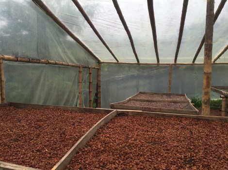 drying the beans after fermintation