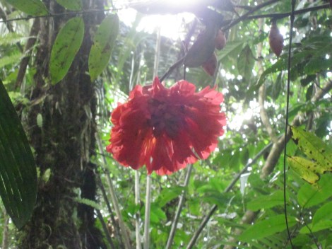 beatiful red flowers we saw along the hike