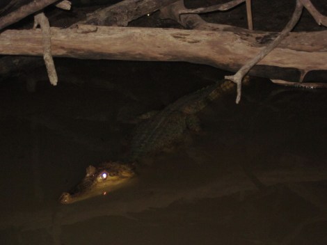 caiman