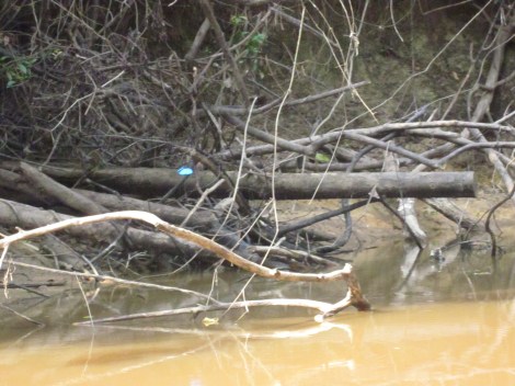 beautiful blue morph butterflies flew along side us at different points. i caught this one on camera, but you can barely see it...just a blue spot near the middle of the photo
