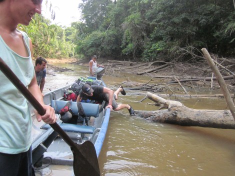 dodging fallen trees