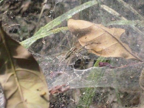 we saw A LOT of spiders...you really had to watch where you were going so you did not running into anything