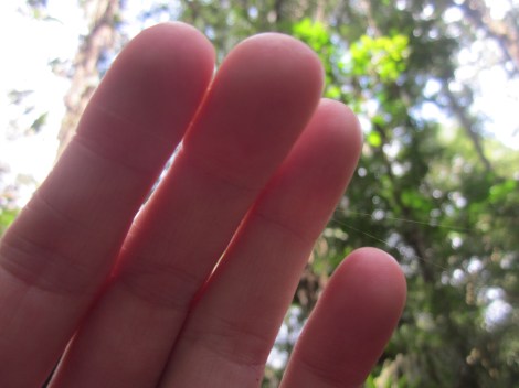 touching a particular spider web that is thin yet strong, it is used for medical purposes, such as stitches