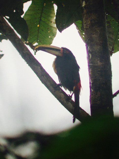 aracari toucan, so cool!