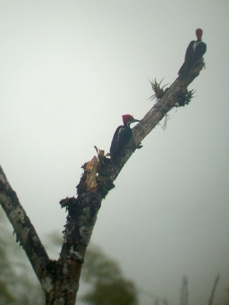 guayaquil woodpeckers