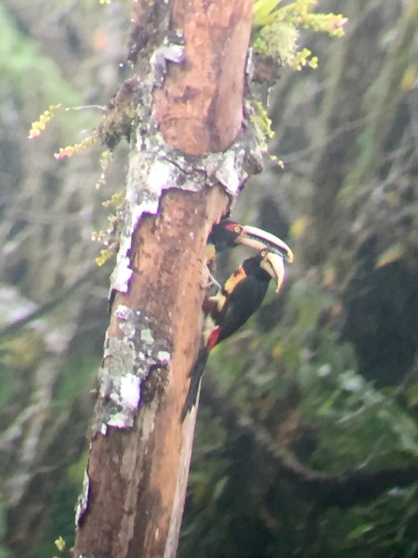 two aracari toucans...they were grooming each other