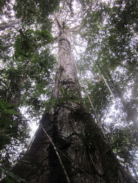 an extremely tall tree...taller than redwoods