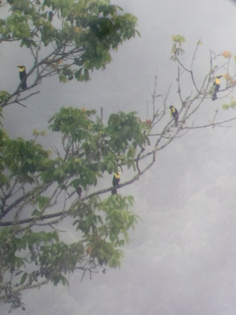 there were FIVE choco toucans in this one tree!